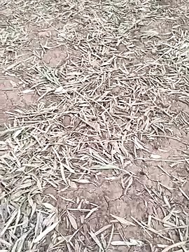 sonotutto on StripChat 