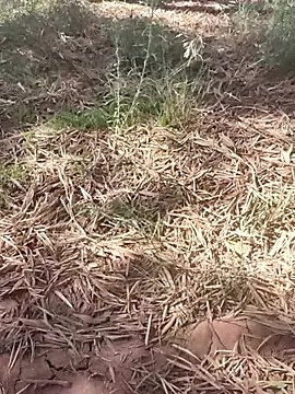 sonotutto on StripChat 